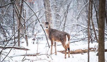 Wild Life Workshop